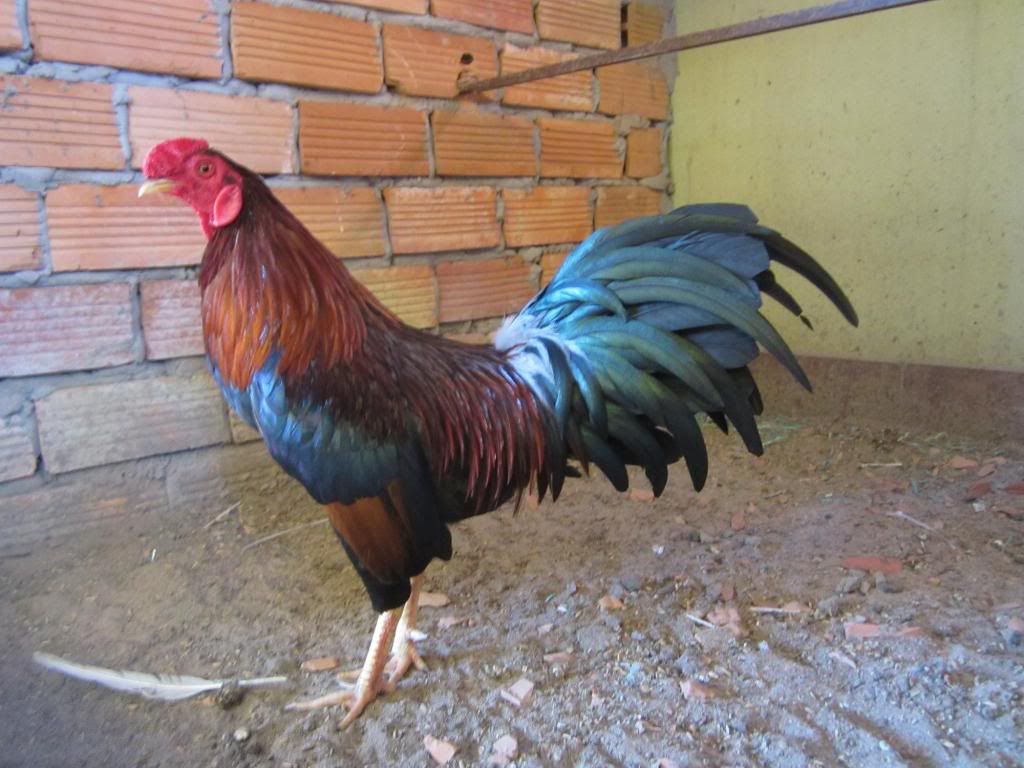 nhiều gà tre đá tiền + điều 9l5 lông tượng. - 4