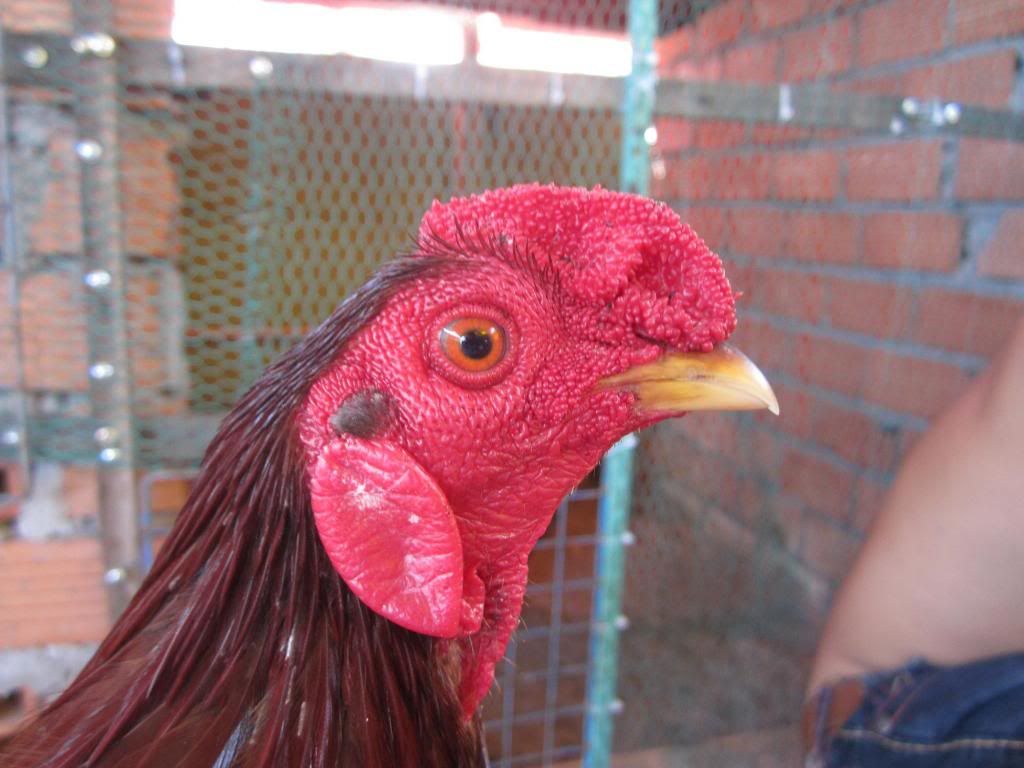 nhiều gà tre đá tiền + điều 9l5 lông tượng. - 2