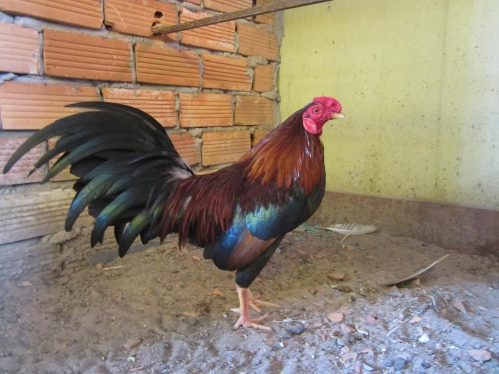 nhiều gà tre đá tiền + điều 9l5 lông tượng. - 3