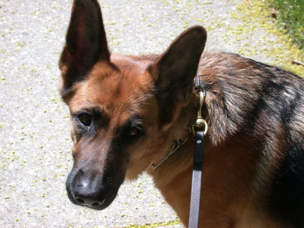  photo plantsdogs014-1.jpg