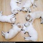  photo sleeping-pups-140x140.jpg