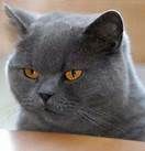  photo thCAHW47O4.jpg