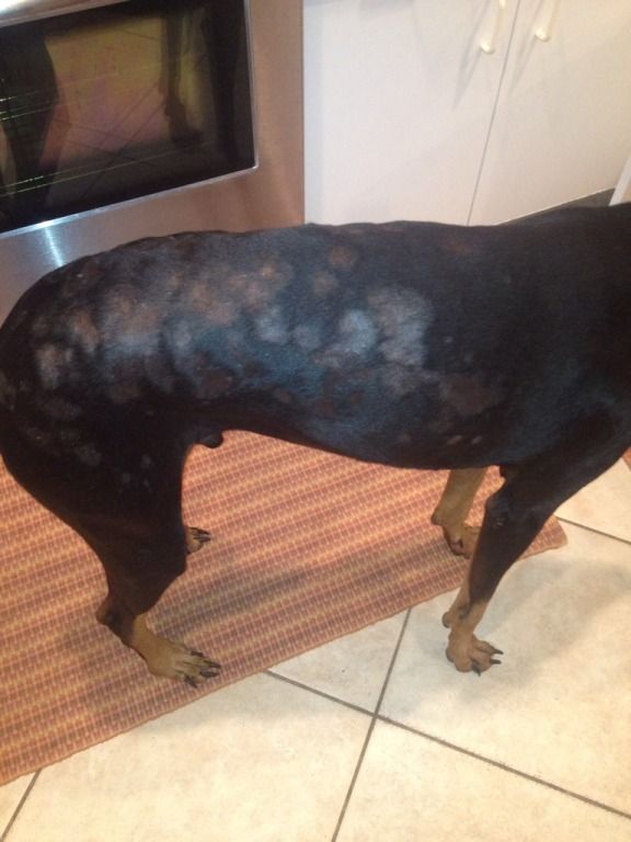 help-dog-getting-bald-spots-dog-forum