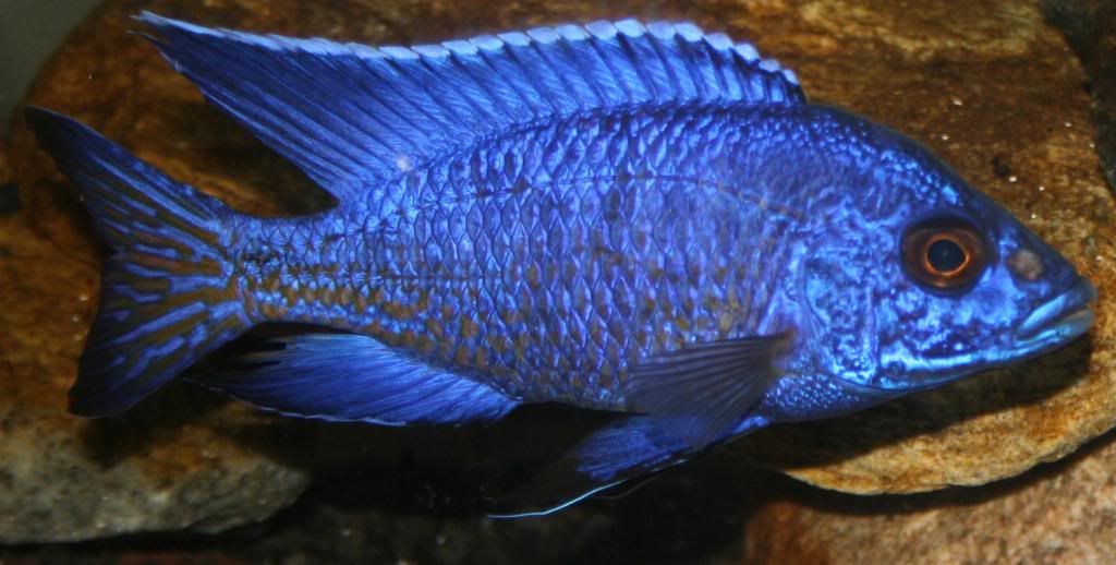 scales falling off quickly Cichlid Fish Forum
