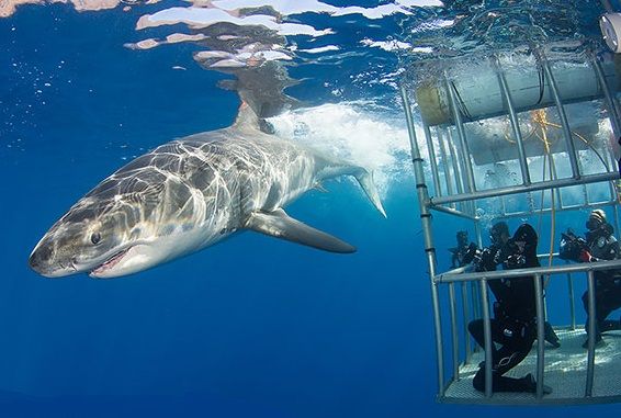 Great_White_Shark_cage_diving_Mexico_zpsvbwttcfm.jpg