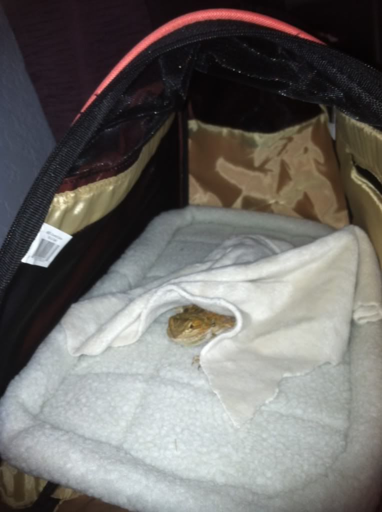 Show off your carriers! • Bearded Dragon . org