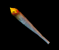 Posted Image