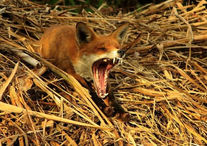 photo 166590-red-fox-yawning-after-his-afternoon-nap.jpg
