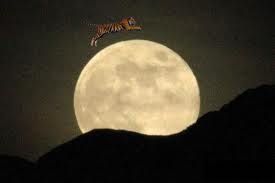 Tiger over the Moon photo Unknown-2.jpeg
