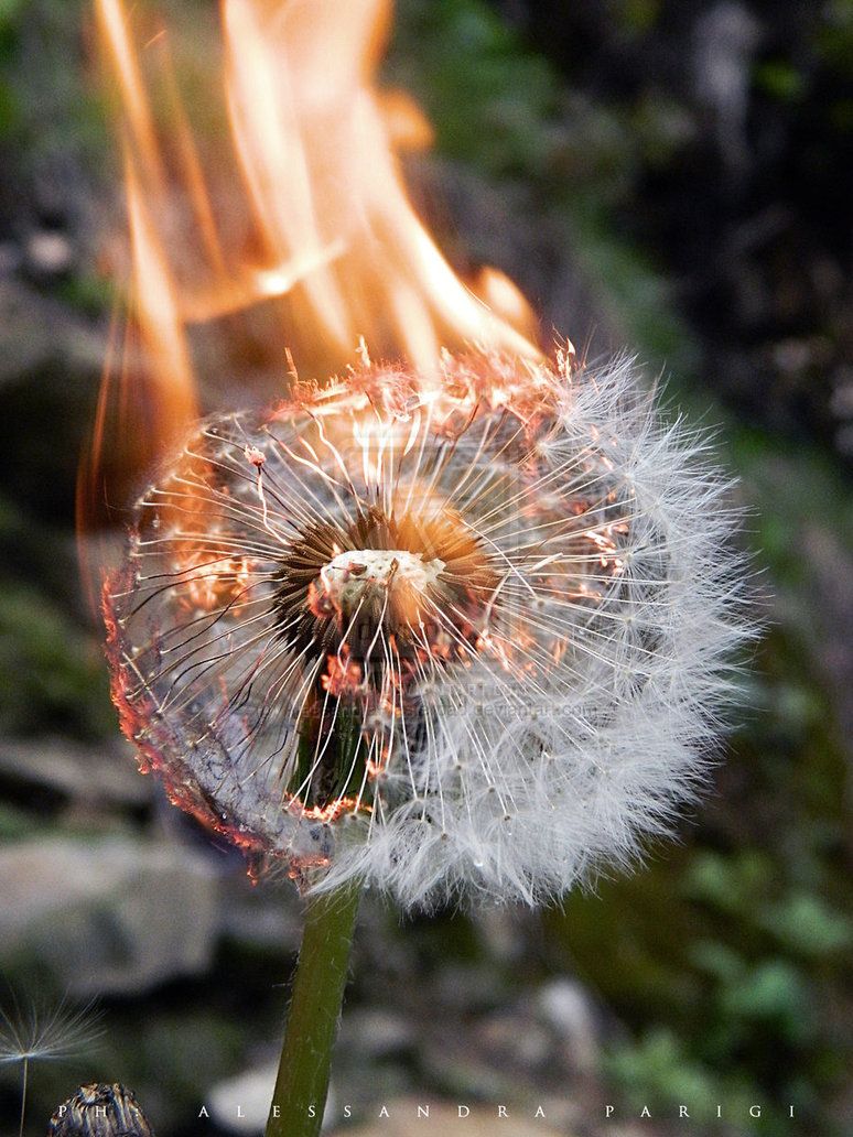 photo dandelion_on_fire_by_alessandraplasterpad-d5dxc2q.jpg